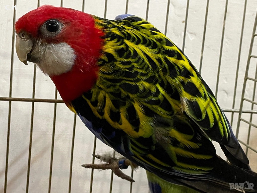 Мъжка пъстра розела , снимка 1