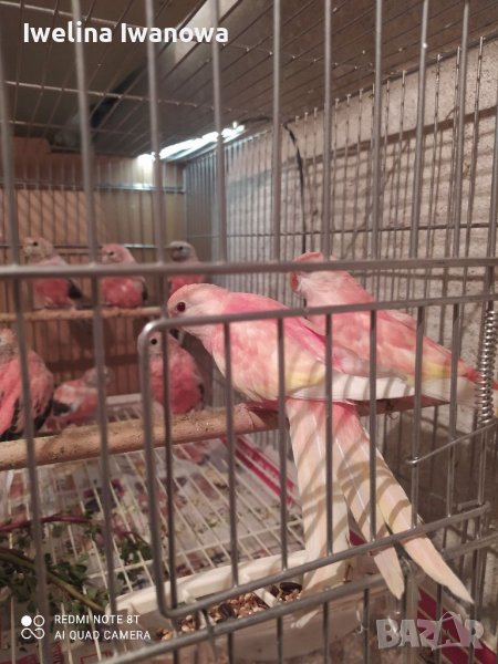 Продавам буркови неофеми , снимка 1