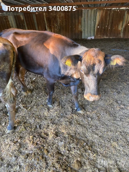 крава с теле, снимка 1