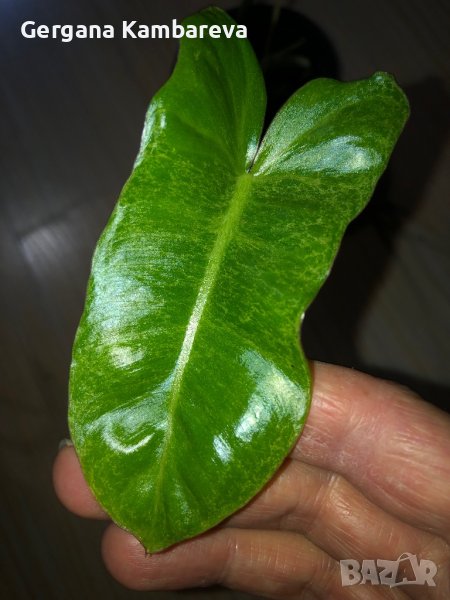 Philodendron Paraiso Verde , снимка 1