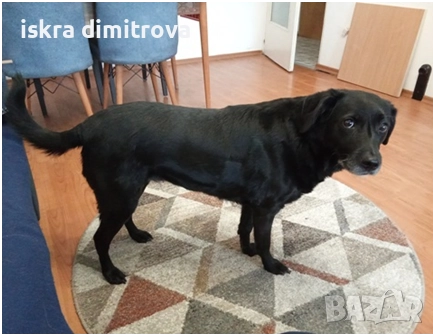 Подарявам лабрадор, ЛАРА, снимка 1