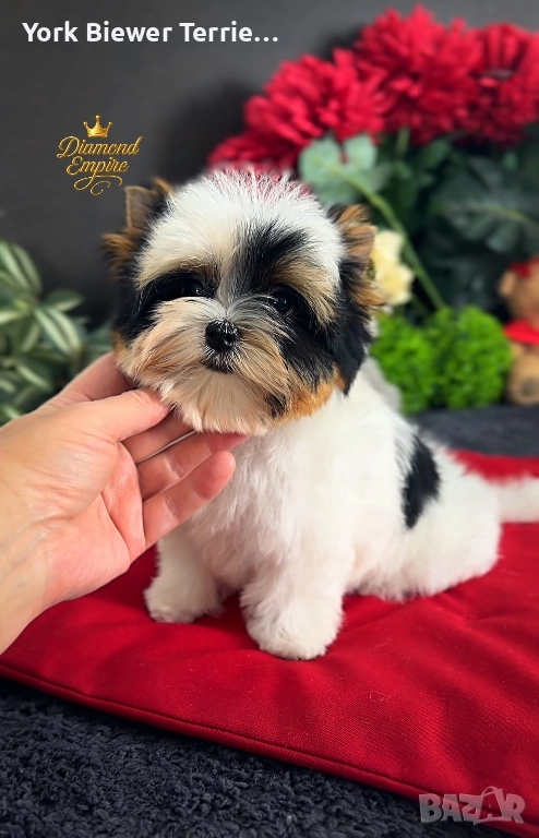 Йорк супер мини Момче! Ексклузивно бебе! Доставка!, снимка 1