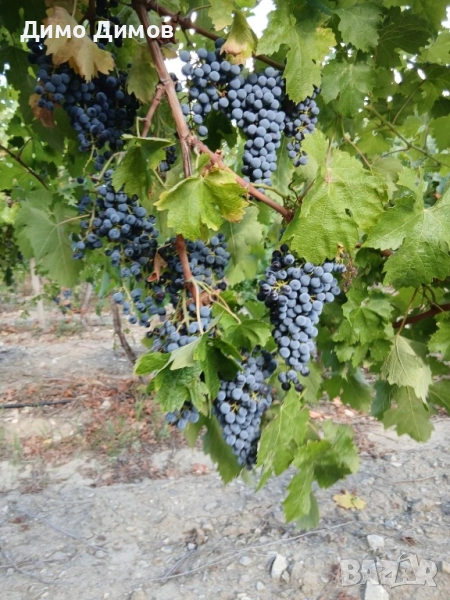 Продавам грозде, снимка 1
