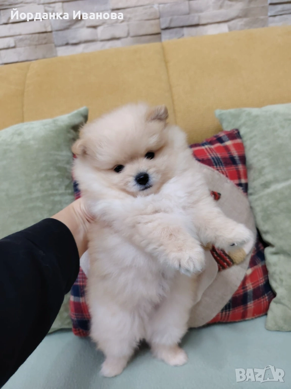 Померан , снимка 1