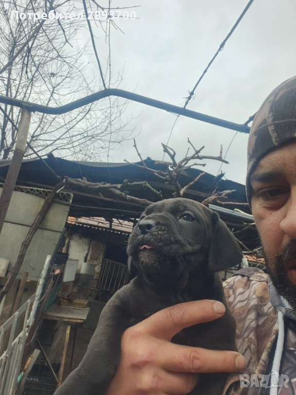 Черни КАНЕ КОРСО с ПАСПОРТ и ВАКСИНА, снимка 1