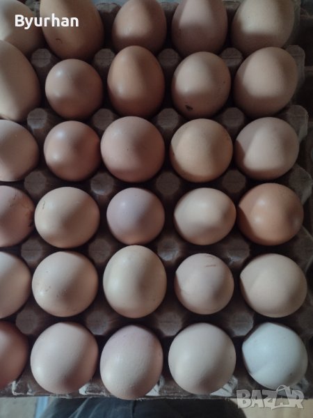 Продавам домашни кокоши яйца, снимка 1