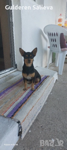 Женски мини пинчер на 5 години, снимка 1
