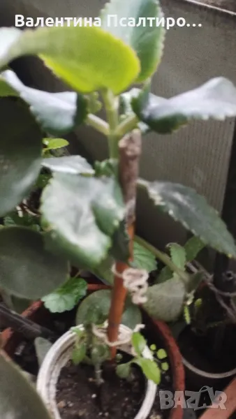 Каланхое дегремонтиана , снимка 1