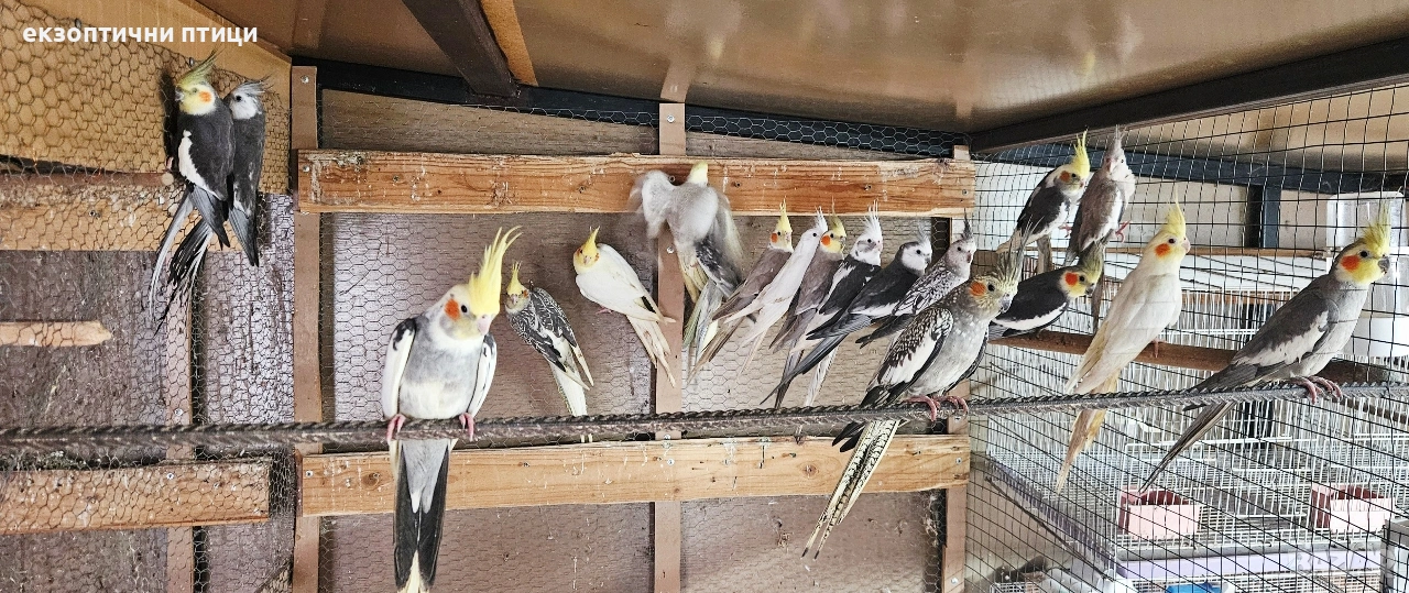 Ято Корели , снимка 1