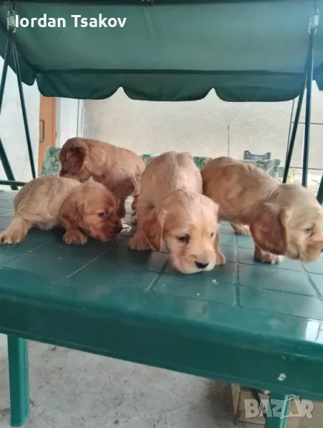 Продавам кокери, снимка 1