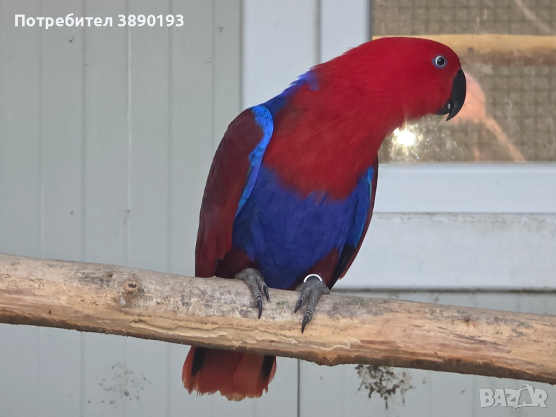 Женски еклектус , снимка 1