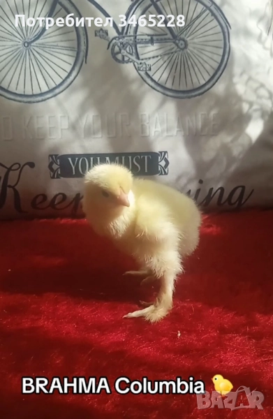 Пиленца Брама и Орпингтон , снимка 1