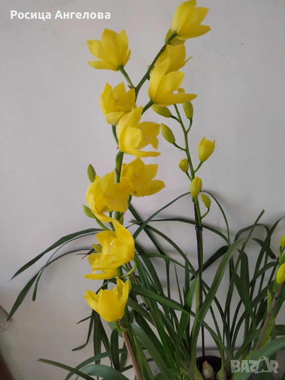 Орхидея цимбидиум. Жълт , снимка 1