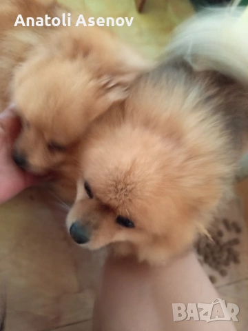 Мини немски шпиц-Померан