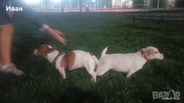 Джак Ръсел териер, снимка 4 - Джак ръсел териер - 53046346