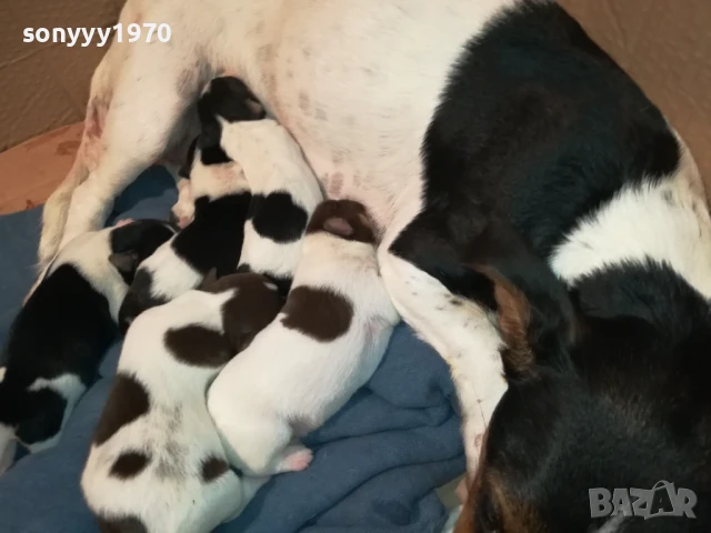 ДЖАК РЪСЕЛ-БЕБЕТА ПО 250ЛВ 1508251800, снимка 3 - Джак ръсел териер - 51378172