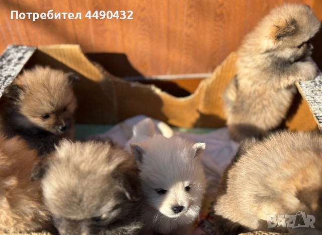Имам малки кученца порода-померан , снимка 3 - Померан - 53150248