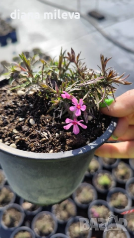  Флокс Scarlet Flame, почвопокривен, многогодишен, студоустойчив, снимка 6 - Градински цветя и растения - 53865758