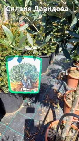Маслина Европейска, снимка 11 - Градински цветя и растения - 52508763