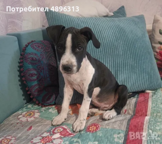 По договаряне - питбул(мъжки) на 2 месеца с паспорт