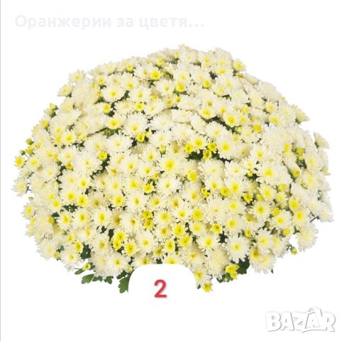 Кълбовидна хризантема разсад, снимка 1 - Градински цветя и растения - 40313222