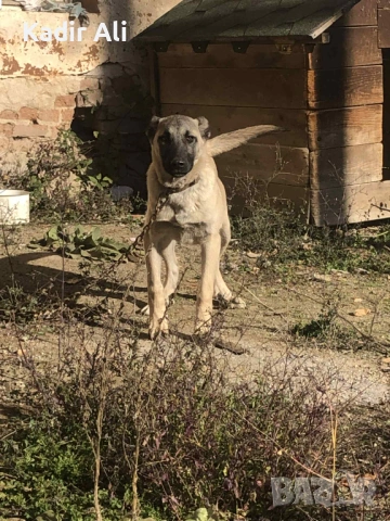 Продавам мъжко куче кангал , снимка 3 - Кангал - 53183677