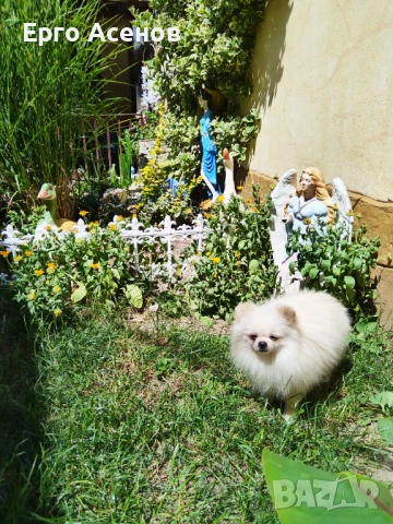 Мини померан за разплод с тегло 1.500кг., снимка 7 - Померан - 50820669