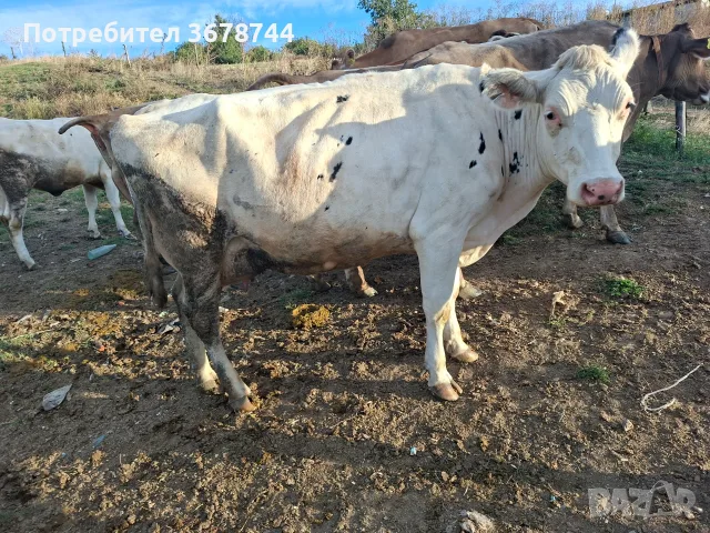 Бременни крави и юница, снимка 2 - Крави - 56268118