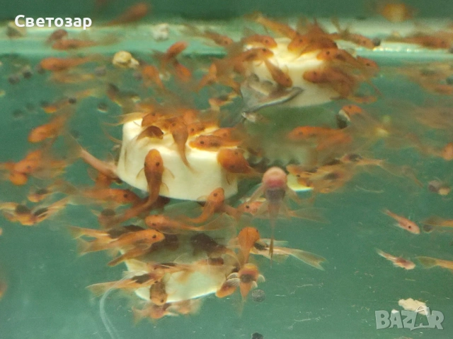 анцитрус  "супер ред", снимка 2 - Рибки - 53581460