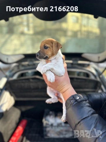 Джак ръсел териер