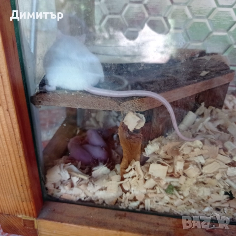 Бели мишки мишкета, снимка 3 - Други - 51510700