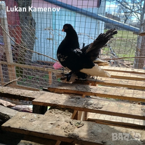 продавам чифт шабо и чифт руски, снимка 4 - други­ - 53711830