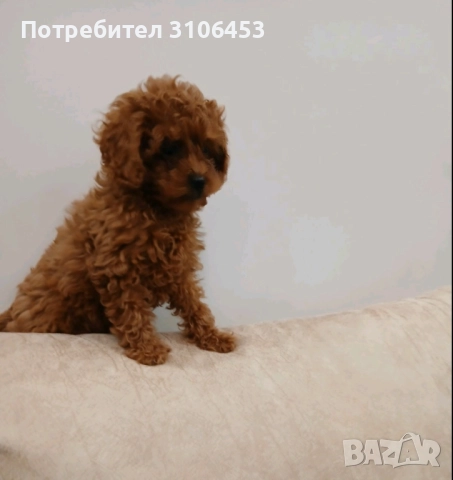 Пудел той / poodle toy, снимка 4 - Пудели - 52816413