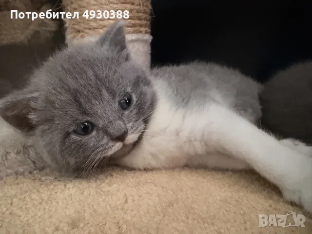 Британски късокосмести смесени , снимка 7 - Британска късокосместа - 55969992