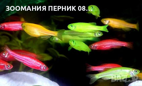 Декоративни рибки - Риби Данио - ЛИЧНО ПЕРНИК