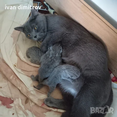 продавам малки котенца късокосмести британски котенца , снимка 8 - Британска късокосместа - 55808354