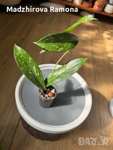 Hoya Pubicalyx black dragon 