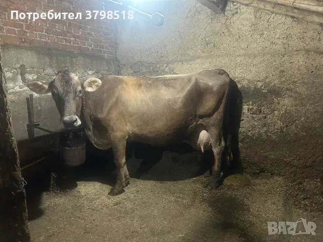 2 крави и 1 юница, снимка 2 - Крави - 56247450