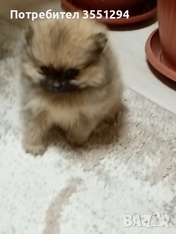 Померанче момиче , снимка 6 - Померан - 52733959