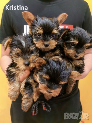 Йорки йоркширски териер, снимка 8 - Йоркширски териер - 39758358