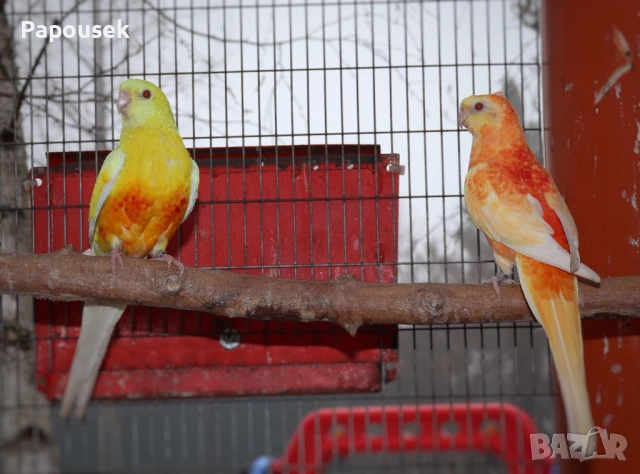 Работещи двойки Пойни Папагали , снимка 8 - Папагали - 50786813