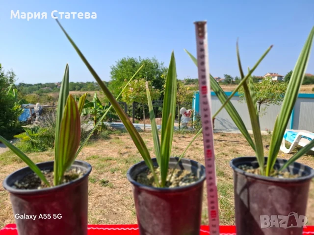 Палми от производител, снимка 3 - Стайни растения - 51037174