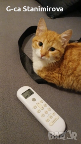 Рижав Котарак, снимка 3 - Други - 53370751