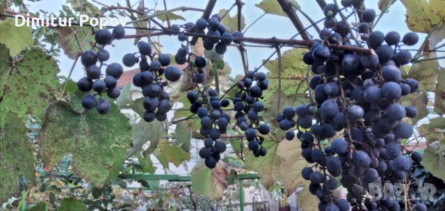 Отел- Резници, снимка 4 - Сортови семена и луковици - 42689895