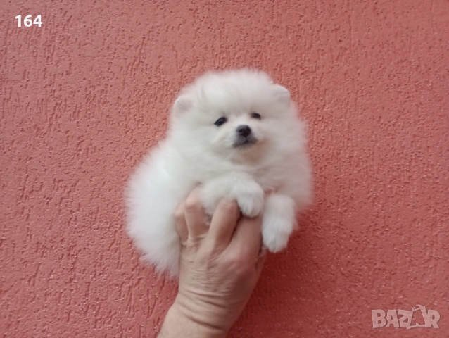 Померан. Реални снимки от 01.02.26 г. 