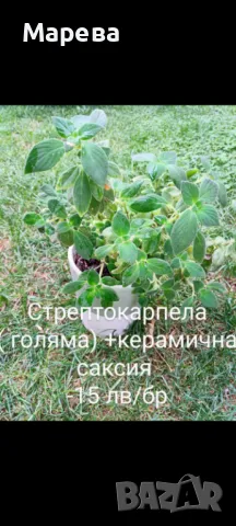 Цветя микс,външни основно и някои вътрешни. Цени на снимки , снимка 9 - Други - 47358248