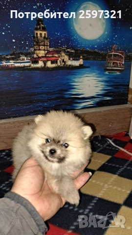 ПОМЕРАН, снимка 2 - Померан - 52595554