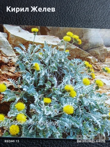 Фонокарта ХЪРВАТИЯ ФЛОРА много красива за КОЛЕКЦИЯ ДЕКОРАЦИЯ 50033, снимка 6 - Колекции - 51293798