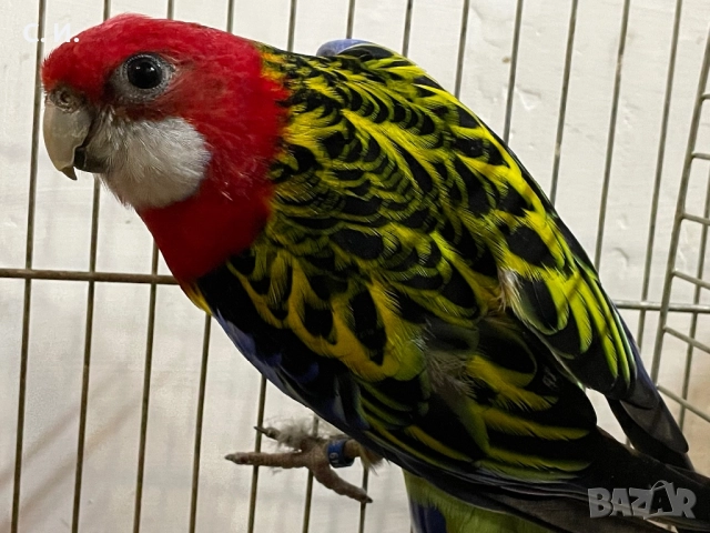 Мъжка пъстра розела 