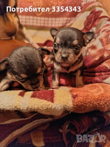 Чихо пинчери родени са 23.11.25, снимка 3 - Чихуахуа - 52791732